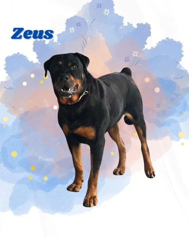 Zeus
