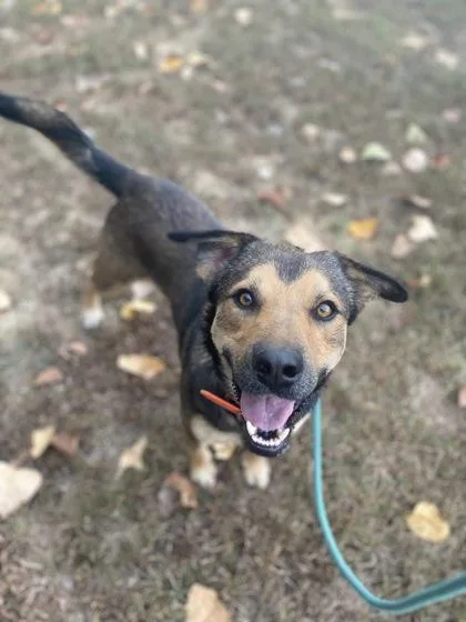 An adult medium-sized male Mixed Breed dog named Waldo for adoption in Yellville, AR