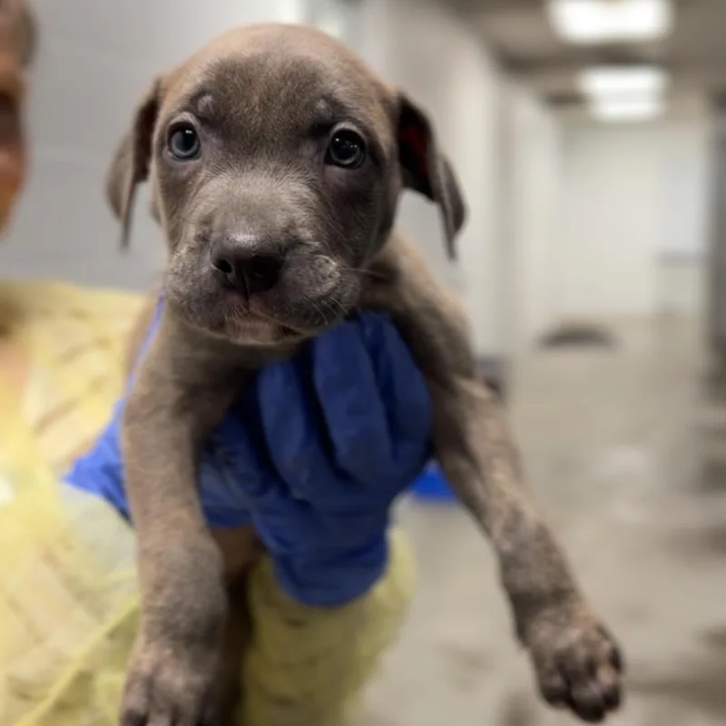A baby small-sized male Gray / Blue / Silver Pit Bull Terrier dog named Mike A for adoption in Mission Hills, CA