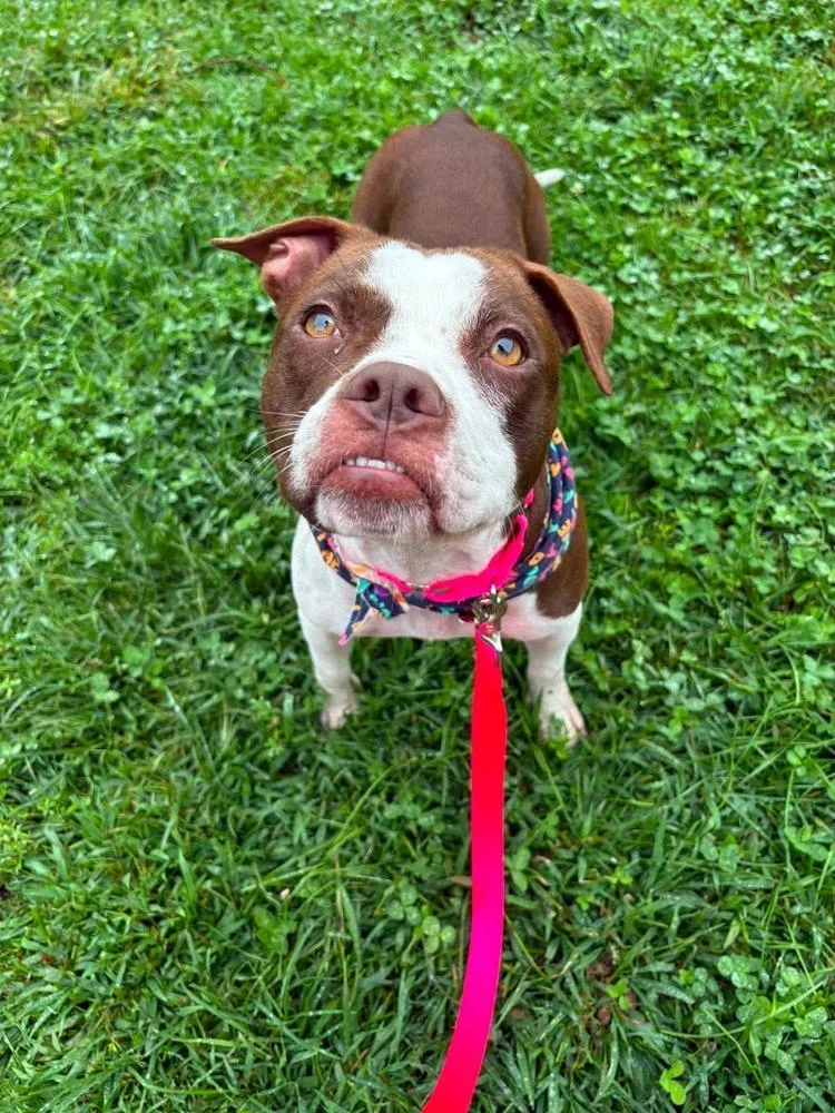 An adult medium-sized female American Bulldog dog named Megan for adoption in Saugus, MA