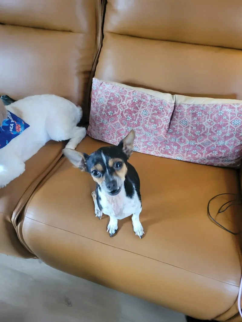 An adult small-sized female Chihuahua dog named Peony for adoption in Virginia Beach, VA