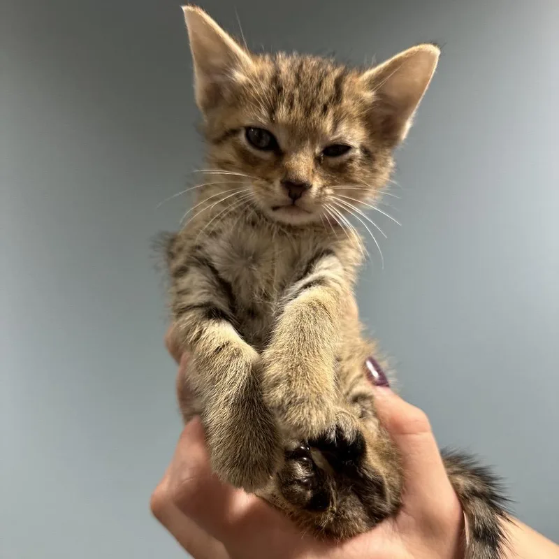 A baby small-sized female Gray / Blue / Silver Domestic Short Hair cat named Melody for adoption in Chattanooga, TN