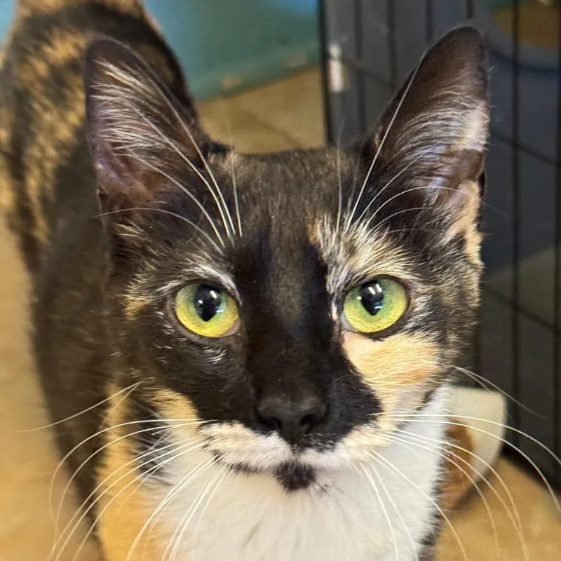 An adult medium-sized female Tortoiseshell Domestic Short Hair cat named Smooches for adoption in Decatur, GA