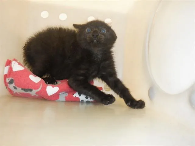 A baby small-sized male Domestic Short Hair cat named Raven for adoption in San Jose, CA