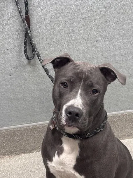 A young large-sized male Pit Bull Terrier dog named Chuco for adoption in Las Vegas, NV