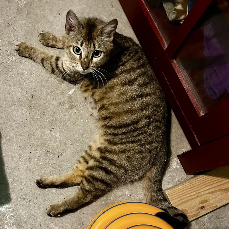 An adult medium-sized female Black Domestic Short Hair cat named Nala for adoption in Othello, WA