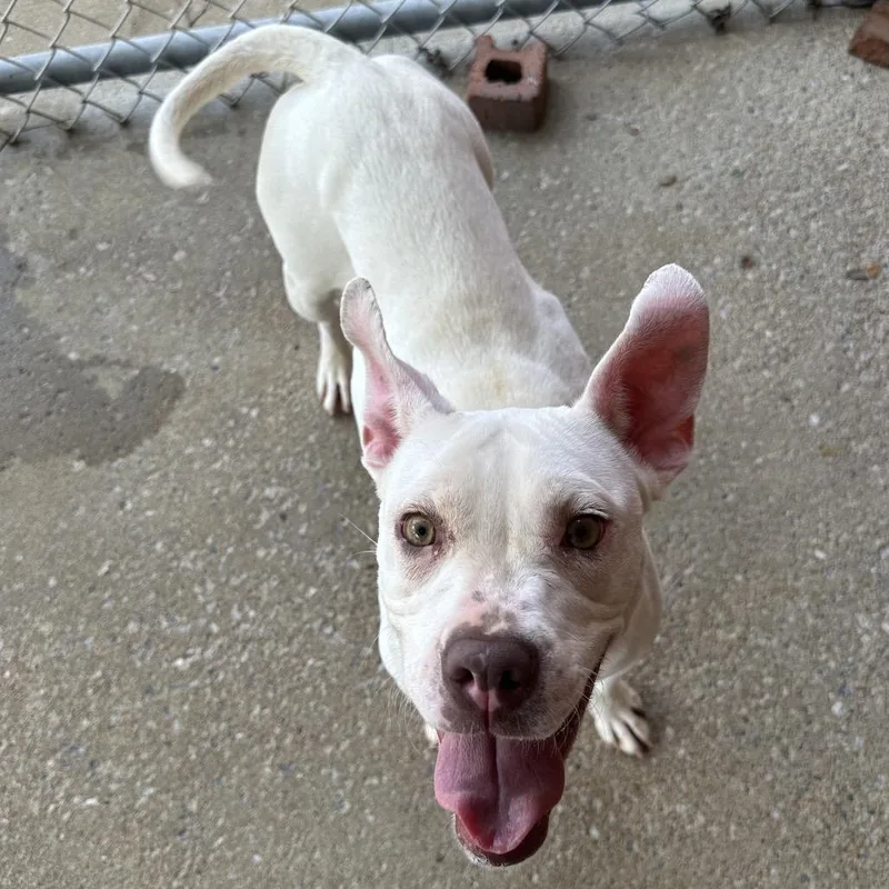 An adult medium-sized female White / Cream Mixed Breed dog named Rollie for adoption in Auburn, AL