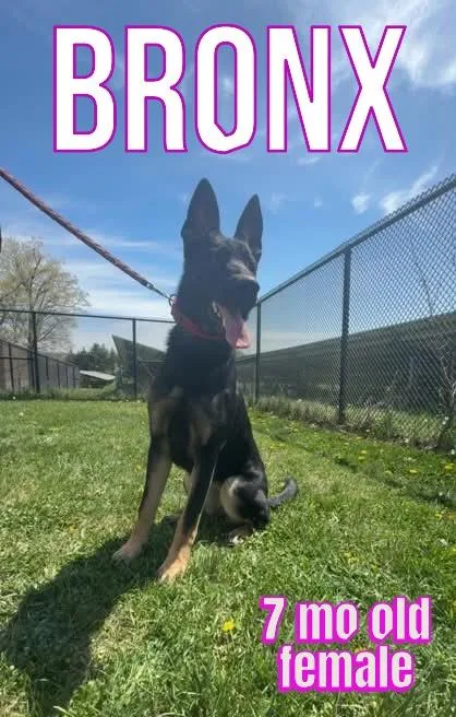 A baby medium-sized female German Shepherd Dog dog named Bronx for adoption in Bridgewater, NJ