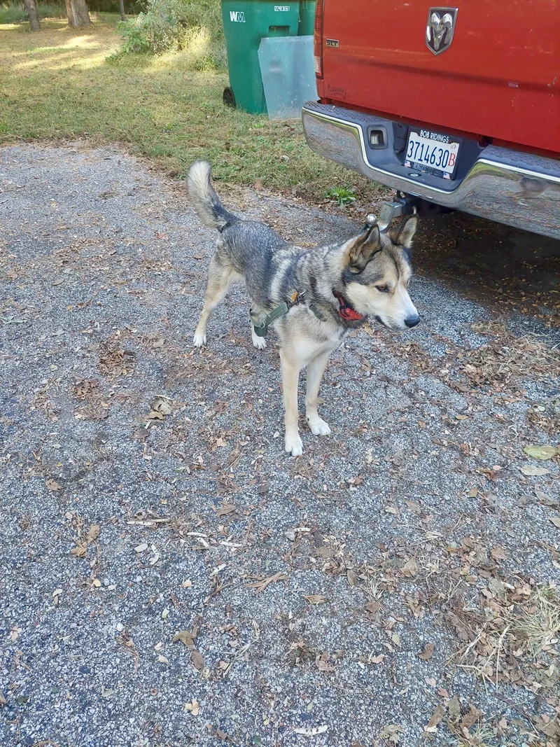 An adult medium-sized male Husky dog named URGENT Cooper for adoption in Clinton, IL