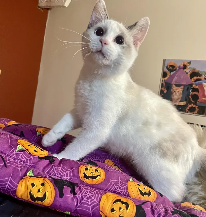 A baby medium-sized female Buff & White Domestic Short Hair cat named Ivy Mae for adoption in Lacon, IL