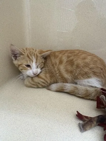 A baby medium-sized female Domestic Short Hair cat named Throttle for adoption in Pequot Lakes, MN