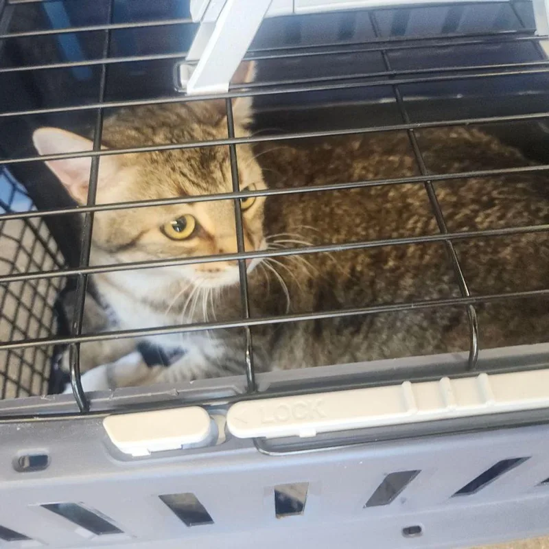 A senior large-sized male Domestic Short Hair cat named Minimus for adoption in Kingman, AZ