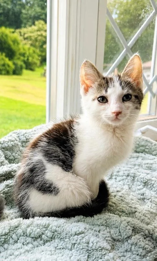 A baby small-sized male White Domestic Short Hair cat named Dill for adoption in Romney, WV