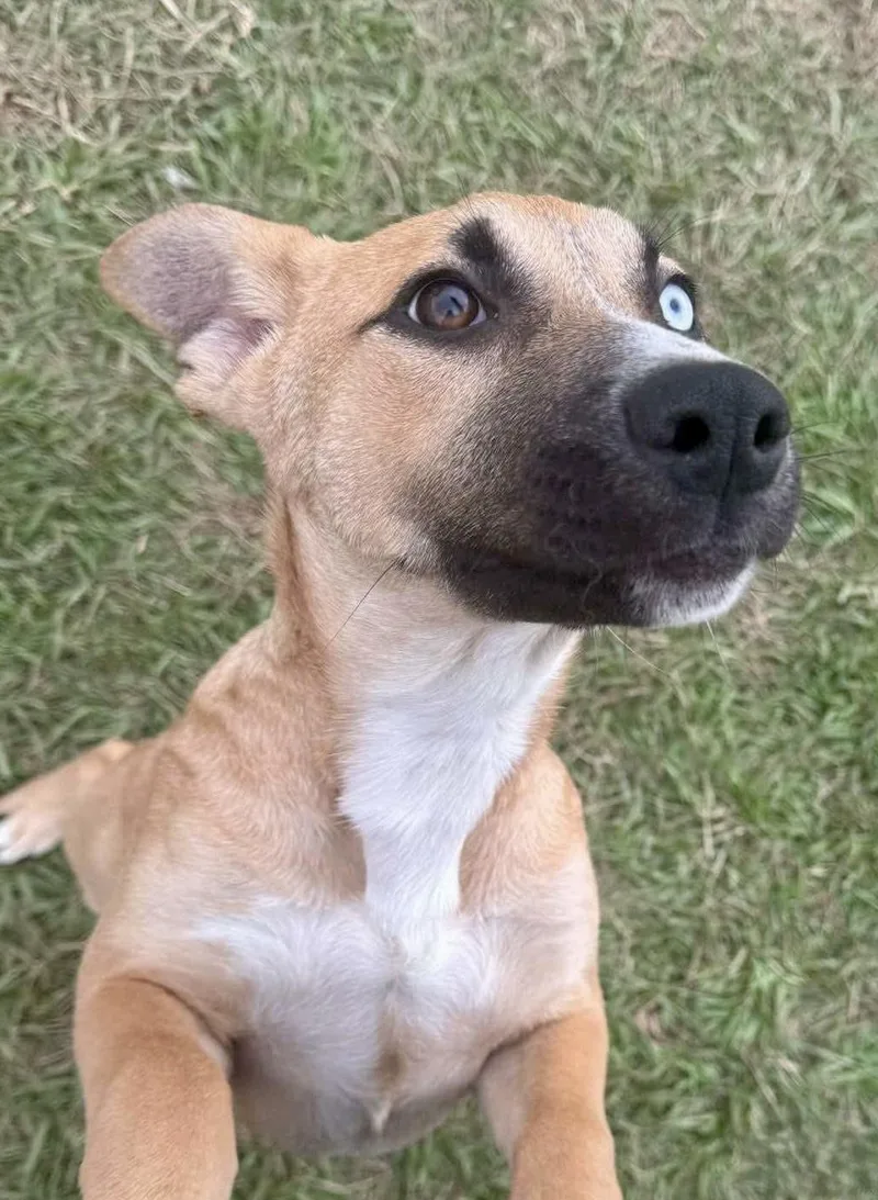 A young medium-sized female White / Cream Shepherd dog named Volga for adoption in Tomball, TX