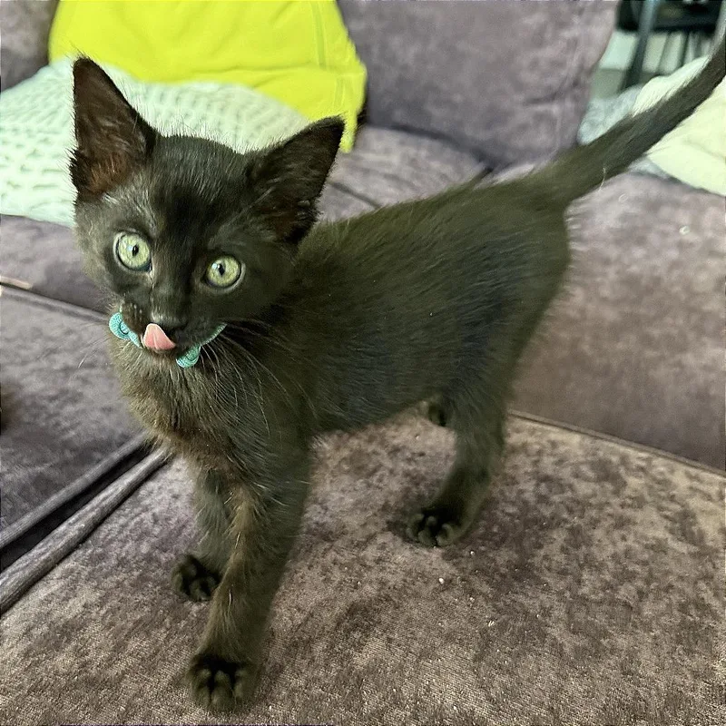 A baby small-sized female Black Domestic Short Hair cat named A Narcissa for adoption in Pleasant Hill, CA