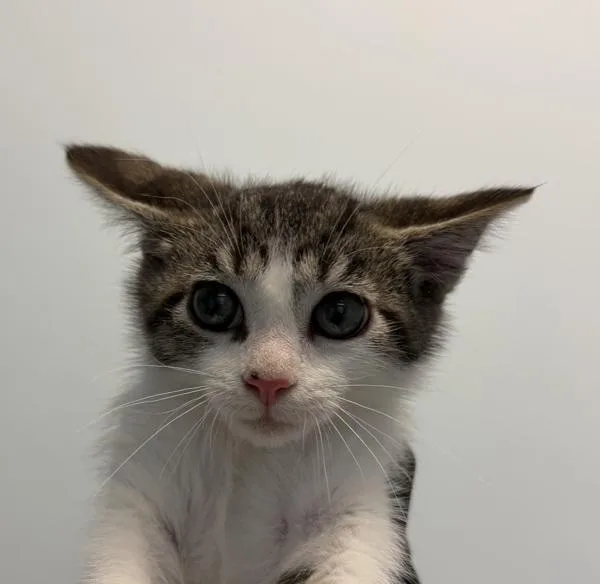 A baby small-sized male Domestic Short Hair cat named Scooby for adoption in Escondido, CA