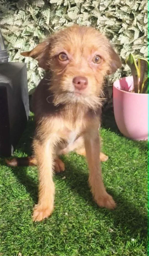 A baby small-sized female Brown / Chocolate Terrier dog named Karly for adoption in San Francisco, CA