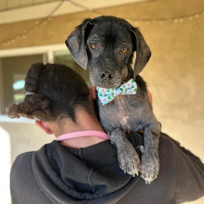 A senior small-sized male Black Pug dog named Nathan Francis for adoption in Ramona, CA