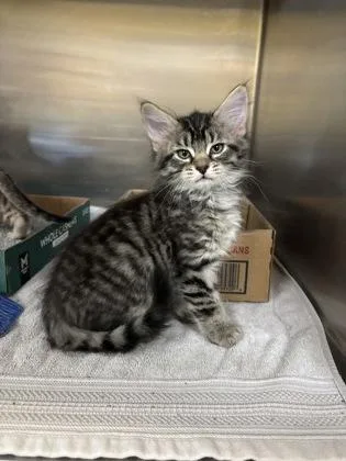 A baby small-sized female Domestic Short Hair cat named Joey for adoption in Independence, MO