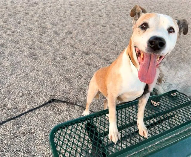 A senior large-sized male Pit Bull Terrier dog named Titan for adoption in Mesa, AZ