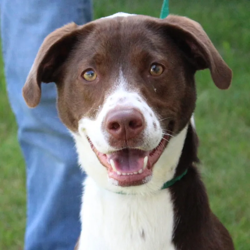 A young medium-sized female White / Cream Collie dog named Clara for adoption in Eaton, OH