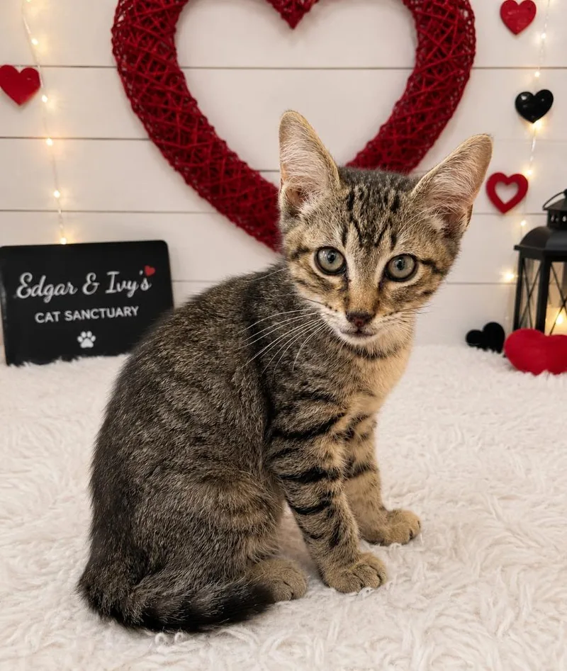 A baby small-sized male Domestic Short Hair cat named Theo for adoption in Corpus Christi, TX