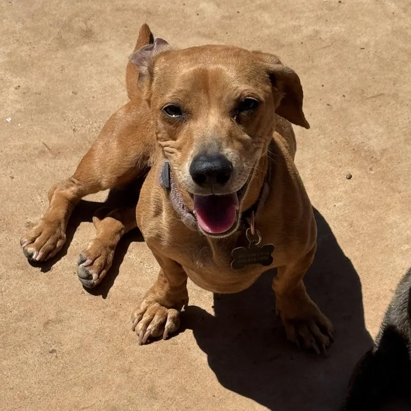 A young small-sized female Yellow / Tan / Blond / Fawn Dachshund dog named Luna for adoption in Pelham, NH