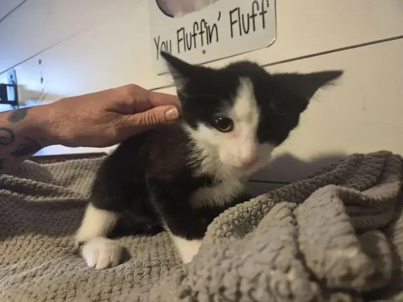 A baby small-sized male Domestic Short Hair cat named Maxwell for adoption in Grand Rapids, MI