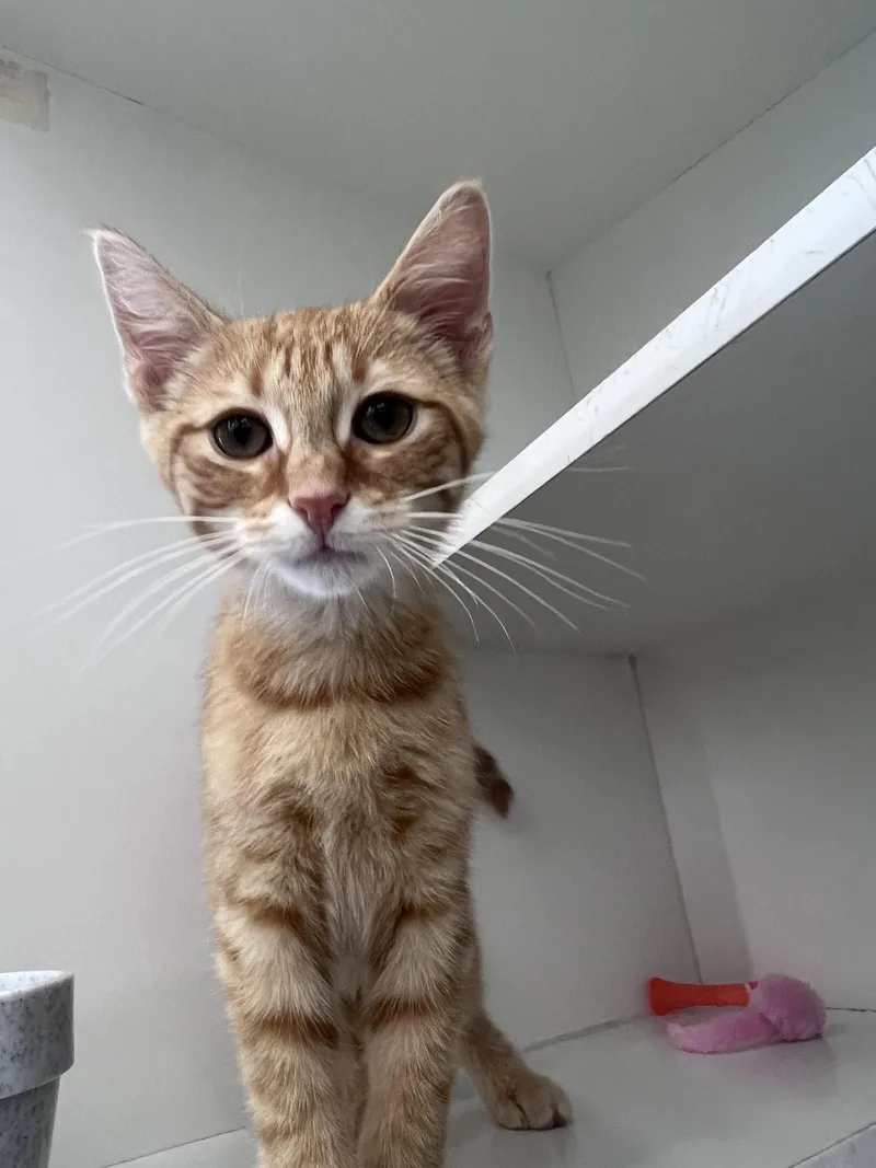 A young medium-sized male Orange / Red Domestic Short Hair cat named Gio for adoption in Spring Lake, NJ