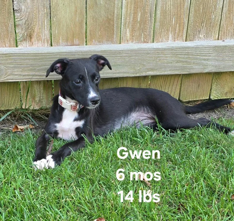Gwen thumbnail 2