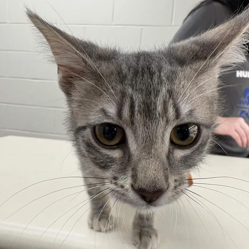 A baby small-sized female Gray / Blue / Silver Domestic Short Hair cat named Sunni for adoption in Beaumont, TX
