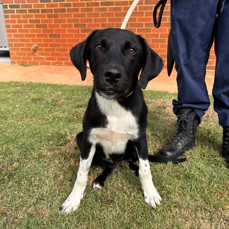 A young medium-sized male Labrador Retriever dog named Biscuit for adoption in Stillwater, OK