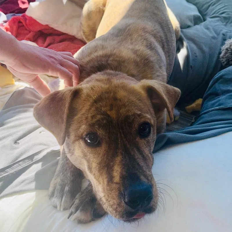 A young small-sized male Brindle Mixed Breed dog named Mochi for adoption in Winston Salem, NC