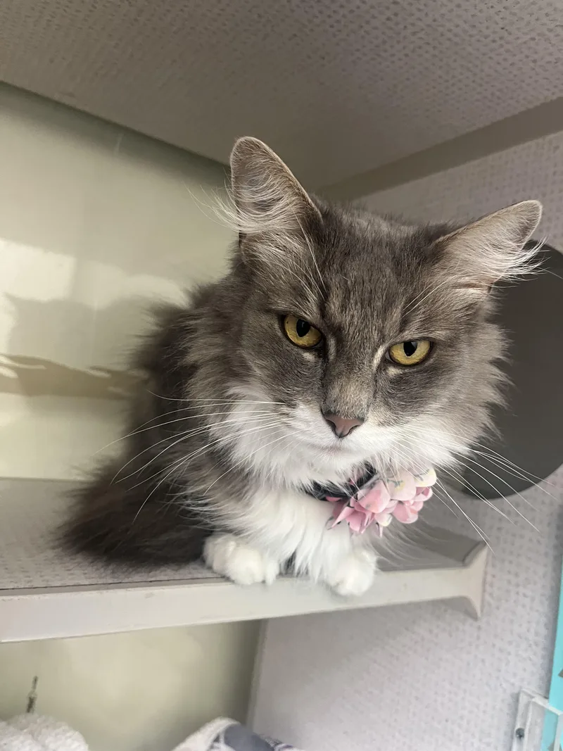 An adult medium-sized female Gray & White Domestic Long Hair cat named Mage for adoption in Huntington Beach, CA