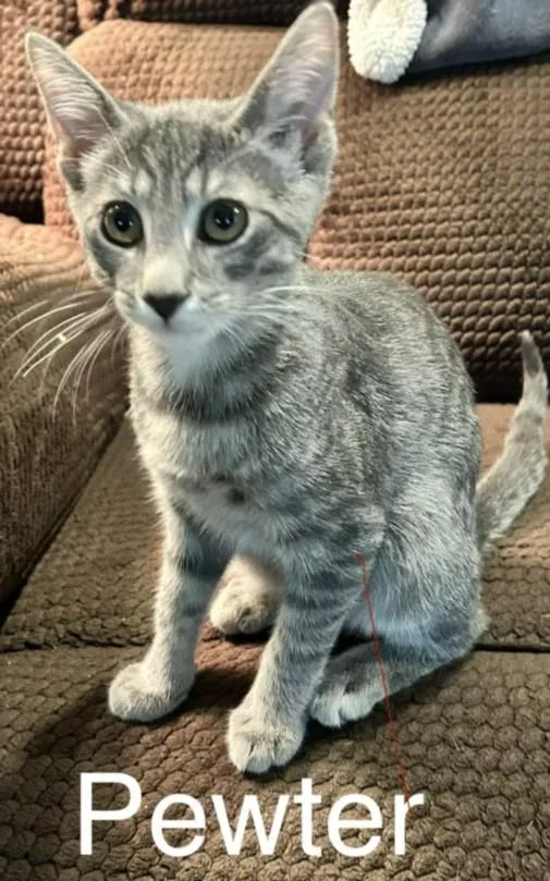 Pewter
