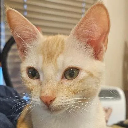 A baby small-sized female Orange / Red Domestic Short Hair cat named Persephone for adoption in Los Angeles, CA