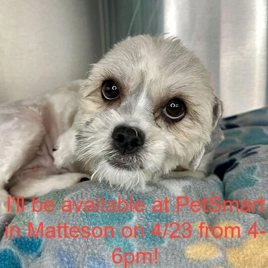 A young small-sized female White / Cream Mixed Breed dog named Snowball for adoption in Matteson, IL