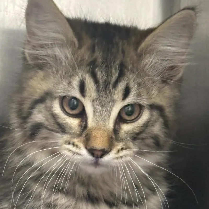 A baby small-sized male Gray / Blue / Silver Domestic Long Hair cat named Dexter for adoption in Taos, NM