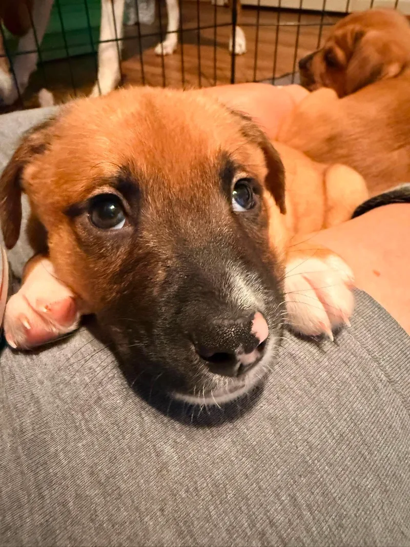 A baby medium-sized male Dachshund dog named Popper for adoption in Roxboro, NC