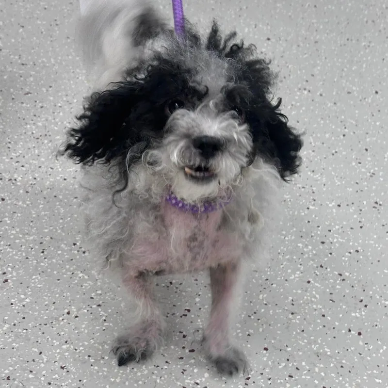 A senior small-sized male Miniature Poodle dog named Snoopy for adoption in Indianapolis, IN