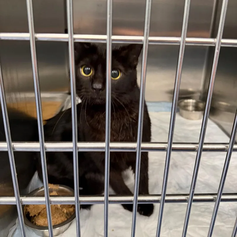 An adult medium-sized female Black Domestic Short Hair cat named Cork for adoption in Greensboro, NC