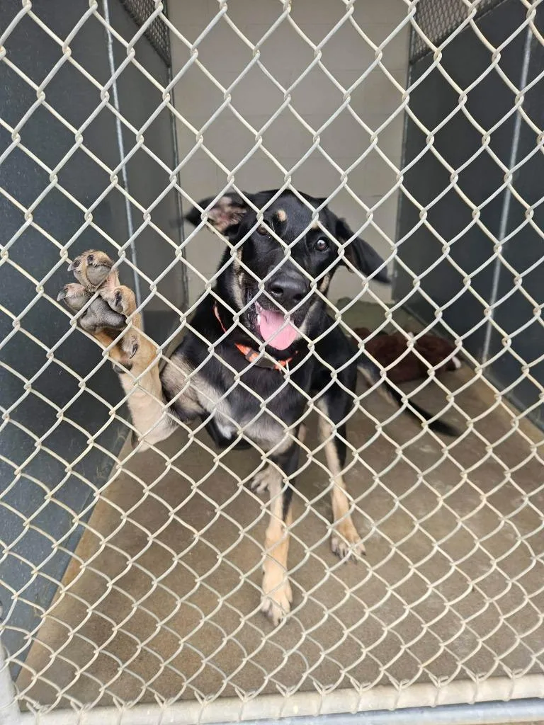 A baby medium-sized female German Shepherd Dog dog named Tisha for adoption in Maryville, TN
