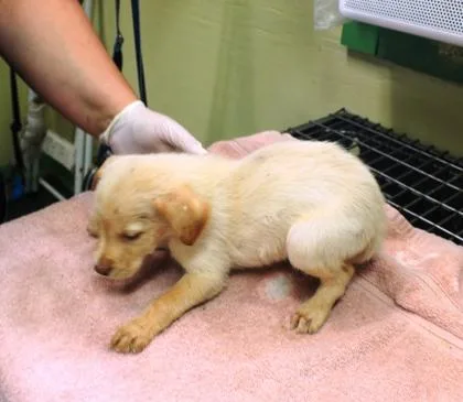A baby large-sized male Labrador Retriever dog named Comet for adoption in Picayune, MS