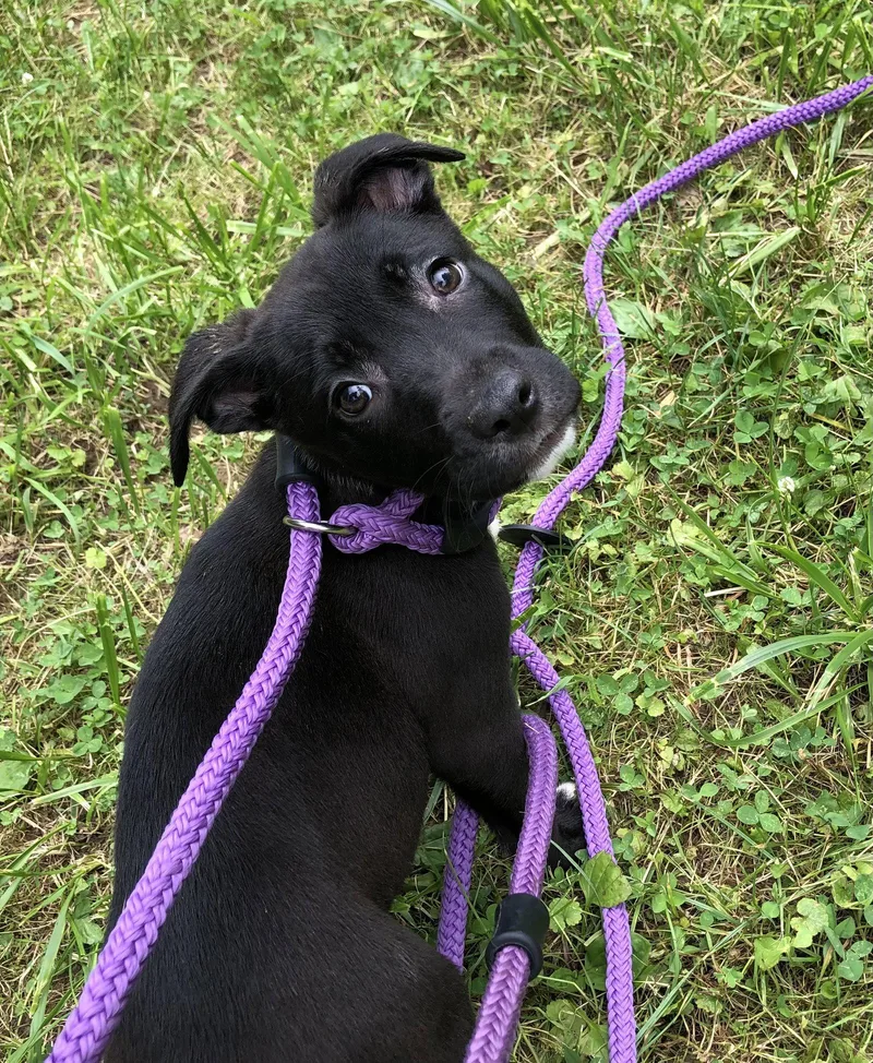 A baby large-sized female Pit Bull Terrier dog named Swiss for adoption in Elkins, WV