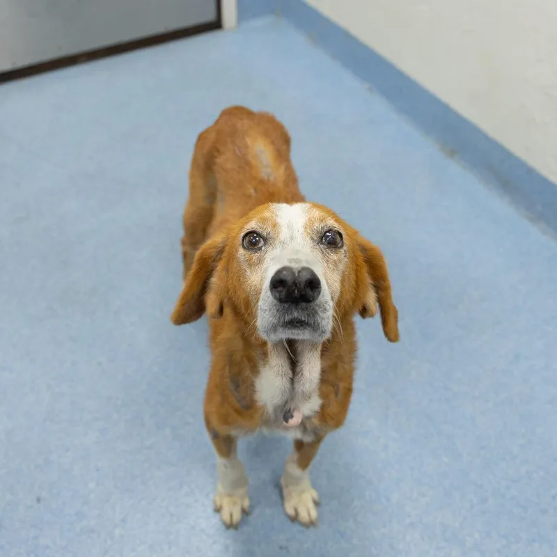 A senior medium-sized female Brown / Chocolate Mixed Breed dog named Kangaroo for adoption in Gainesville, FL