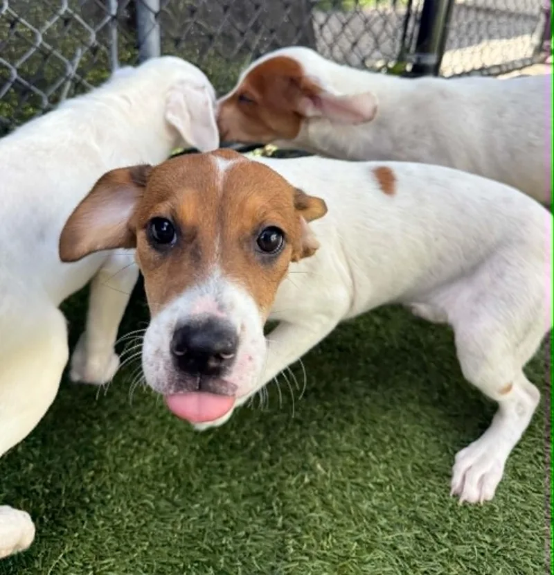 A baby medium-sized female Hound dog named Phoebe for adoption in Groton, CT
