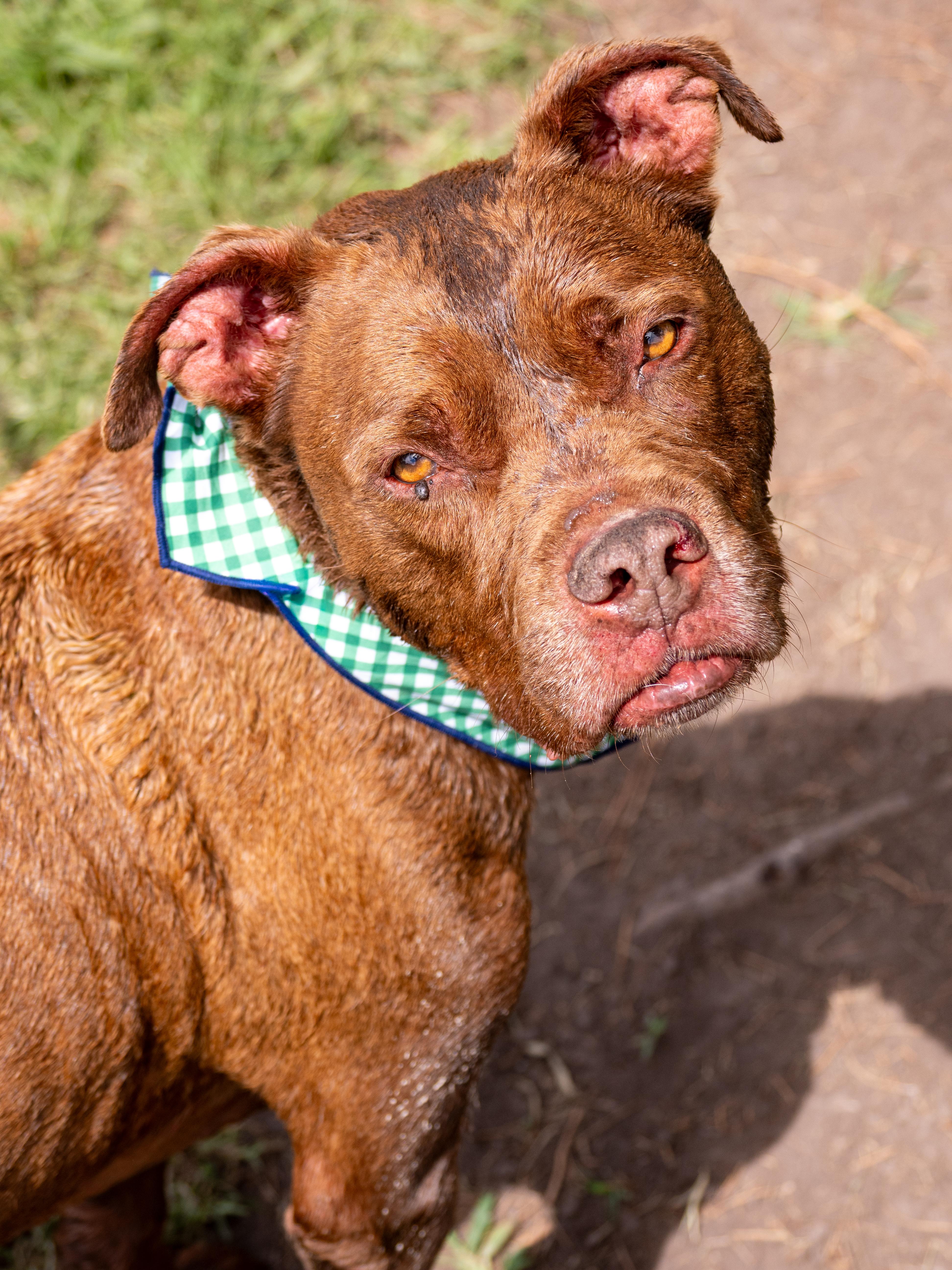 A senior medium-sized male Red / Chestnut / Orange Mixed Breed dog named Sparky for adoption in Myrtle Beach, SC