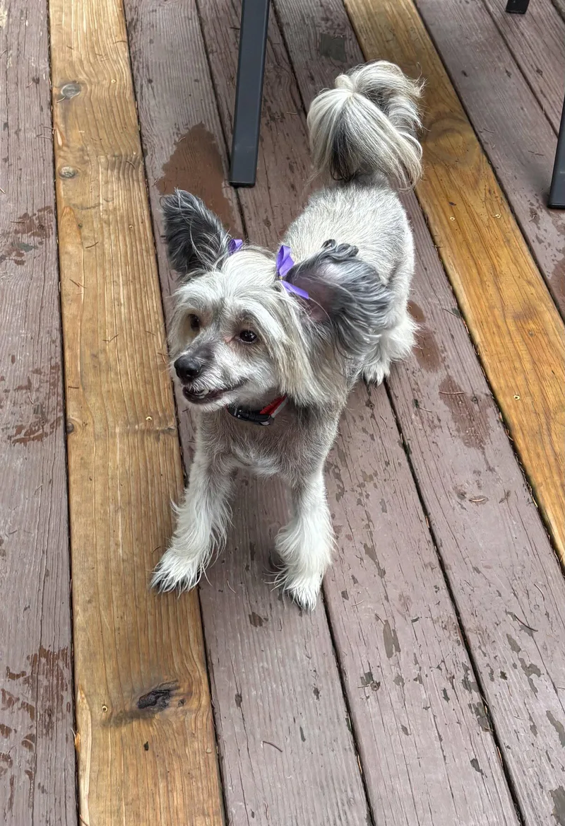 A young small-sized female Chinese Crested Dog dog named Sasha In Cincinnati Ohio for adoption in Lansing, MI
