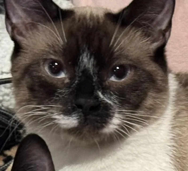 A young medium-sized male Cream Point Siamese cat named Max for adoption in Laguna Woods, CA
