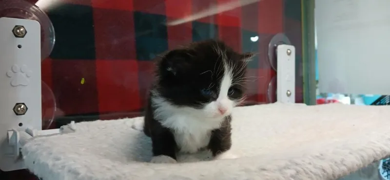 A baby small-sized female Domestic Short Hair cat named Luna for adoption in Crocker, MO